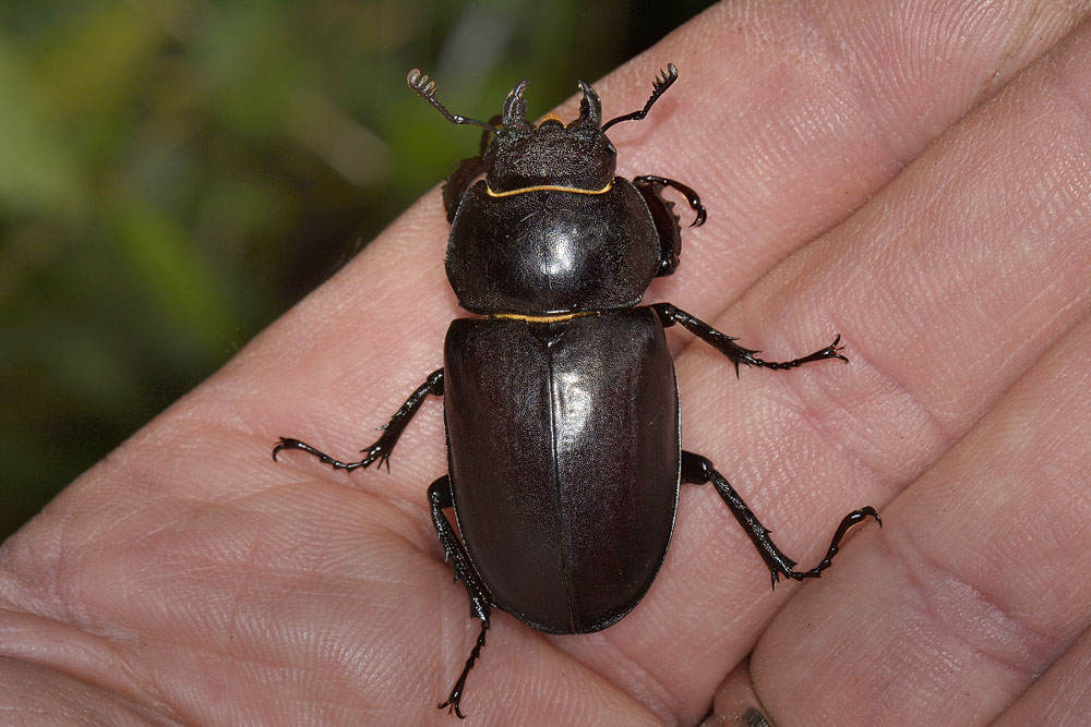 Lucanus cervus? La vendetta.